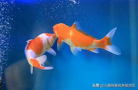 鯉魚品種|品種特性